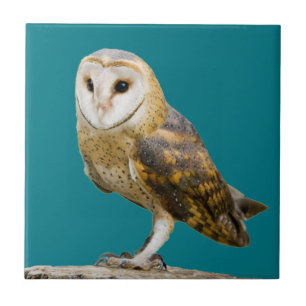 Carreau Barn Owl