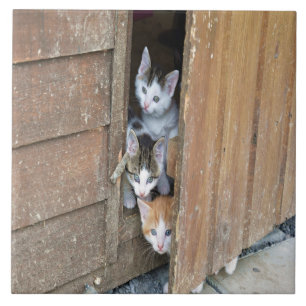 Carreau Barnyard Kittens
