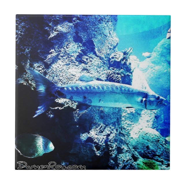 Carreau Barracuda (Devant)