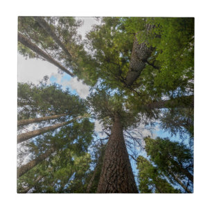 Carreau Barrage de Douglas Fir