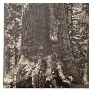 Carreau Base du géant grisâtre, 'du livre de Yosemite