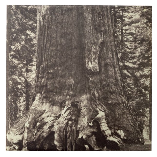 Carreau Base du géant grisâtre, 'du livre de Yosemite (Devant)