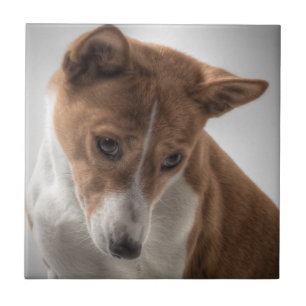 Carreau basenji