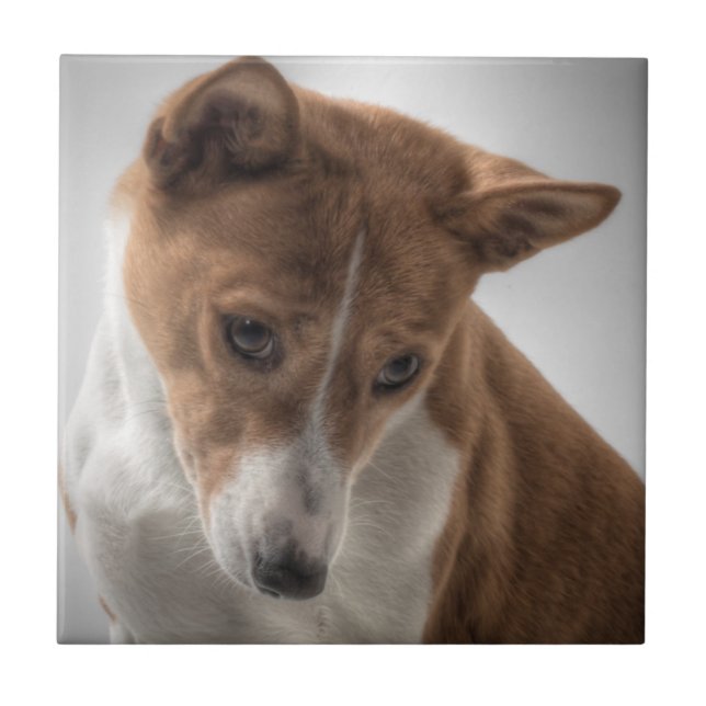 Carreau basenji (Devant)