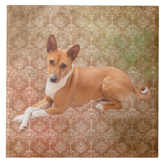Carreau Basenji Dog 
