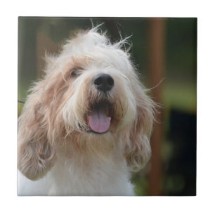 Carreau Basset grand mignon