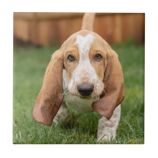 Carreau Basset Hound chiot marchant (Devant)
