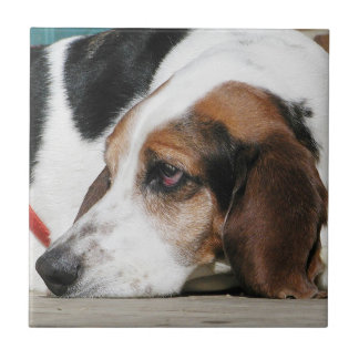 Carreau Basset Hound font face à la tuile