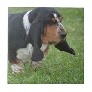 Carreau Basset Hound mignon