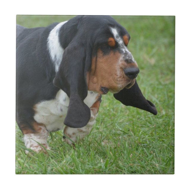 Carreau Basset Hound mignon (Devant)