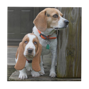Carreau Basset Hound Puppy Et Beagle Buddy