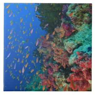 Carreau Basslets Fées en banc (Pseudanthias