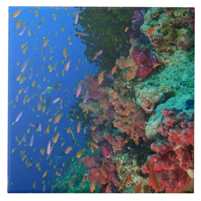 Carreau Basslets Fées en banc (Pseudanthias (Devant)