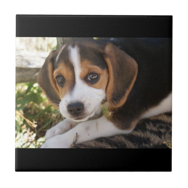 Carreau Beagle de chiot (Devant)