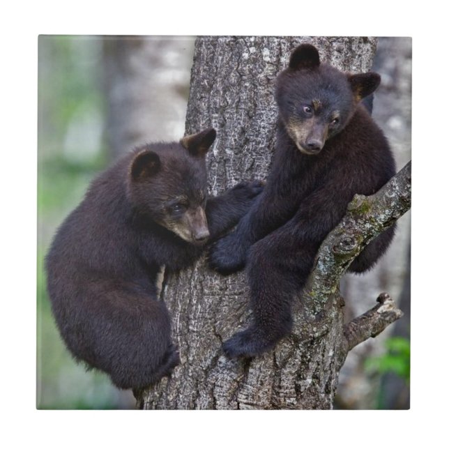 Carreau Bear Twins Tree Escalade Branches Cute Animals Art (Devant)