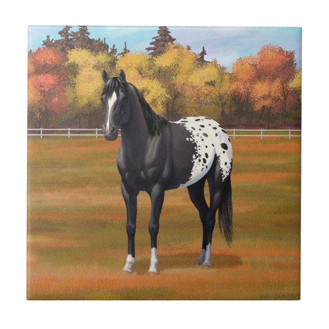 Carreau Beau Appaloosa Noir Quarter Horse Stallion (Devant)