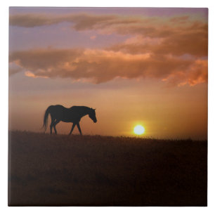Carreau Beau Arabian Horse et Sunrise Art Carrelage