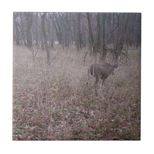Carreau Beau Buck In The Woods (Devant)