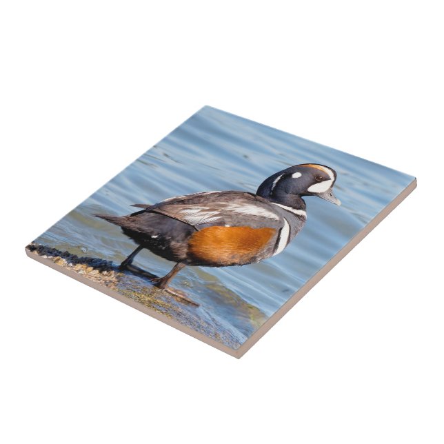 Carreau Beau canard arlequin sur le rocher (Côté)