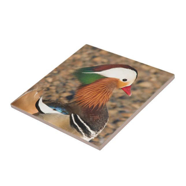 Carreau Beau canard Mandarin sur les rochers (Côté)