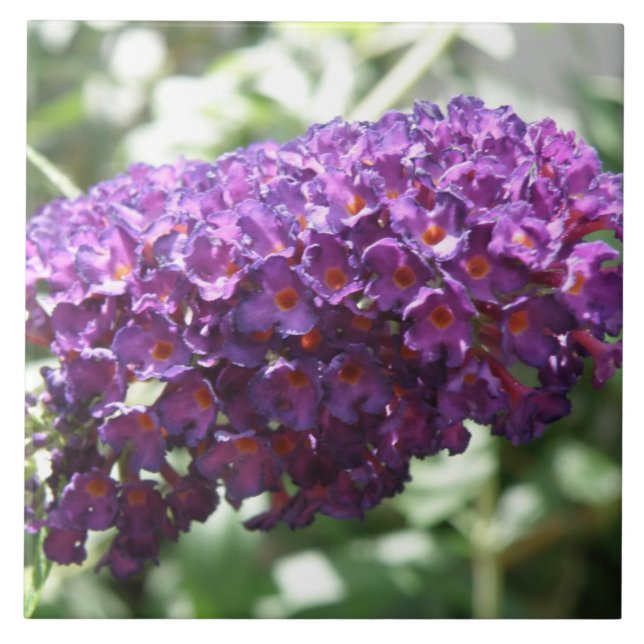 Carreau Beau Carrelage de fleurs de bouddleia violet (Devant)