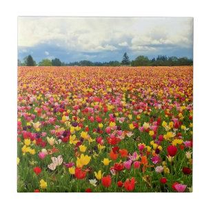 Carreau Beau champ de tulipes, Oregon