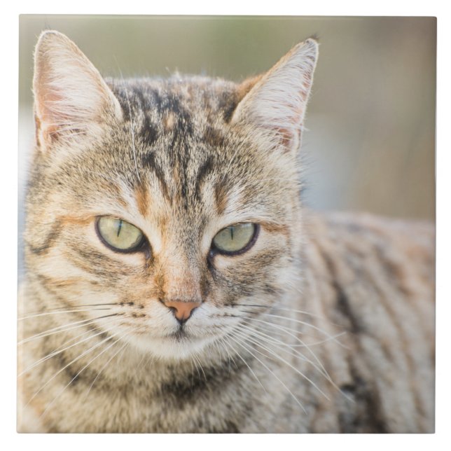 Carreau Beau chat (Devant)