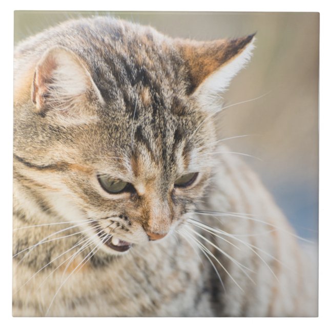 Carreau Beau chat (Devant)