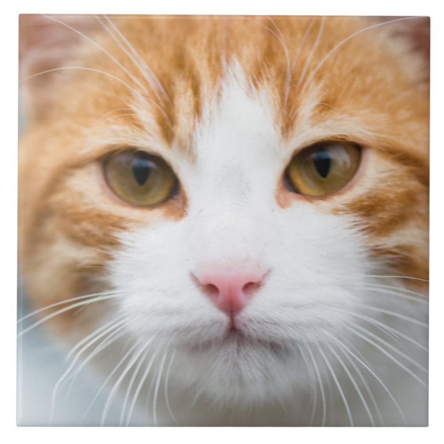 Carreau Beau chat rouge (Devant)