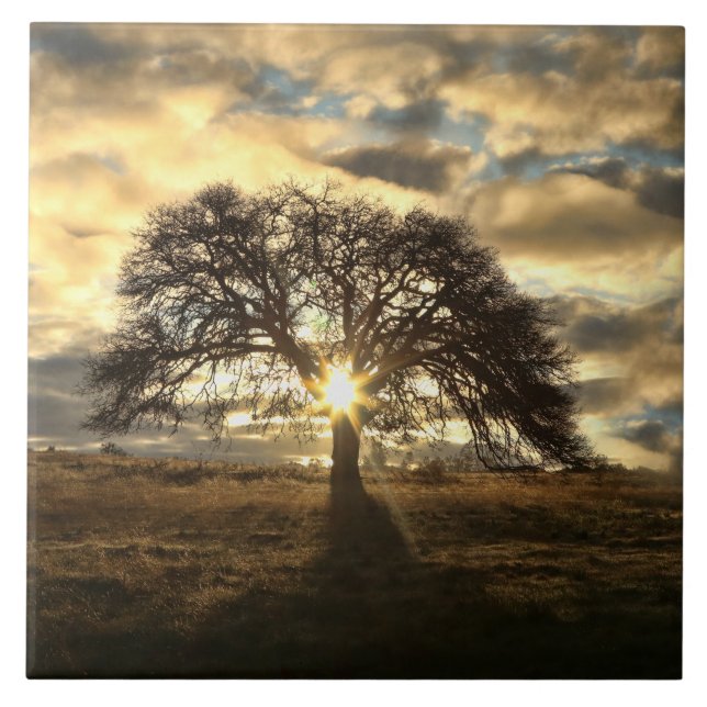 Carreau Beau chêne patrimonial après la tempête (Devant)