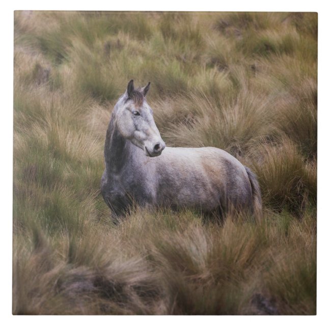 Carreau Beau Cheval gris coloré (Devant)