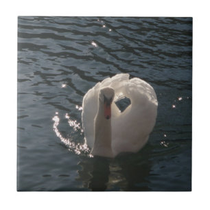 Carreau Beau cygne blanc