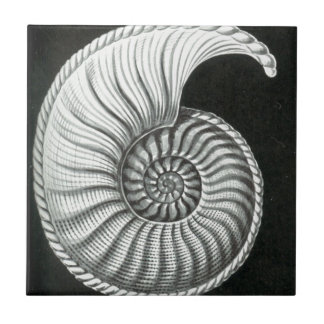 Carreau Beau dessin au crayon d'ammonite d'Amaltheus