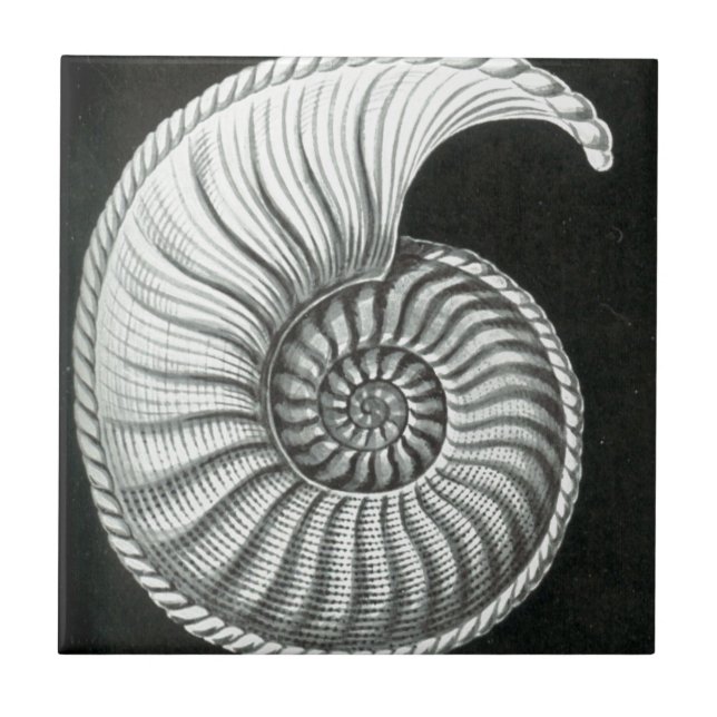 Carreau Beau dessin au crayon d'ammonite d'Amaltheus (Devant)