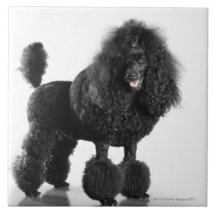 Carreau Beau, équilibré, noir, corps complet de caniche