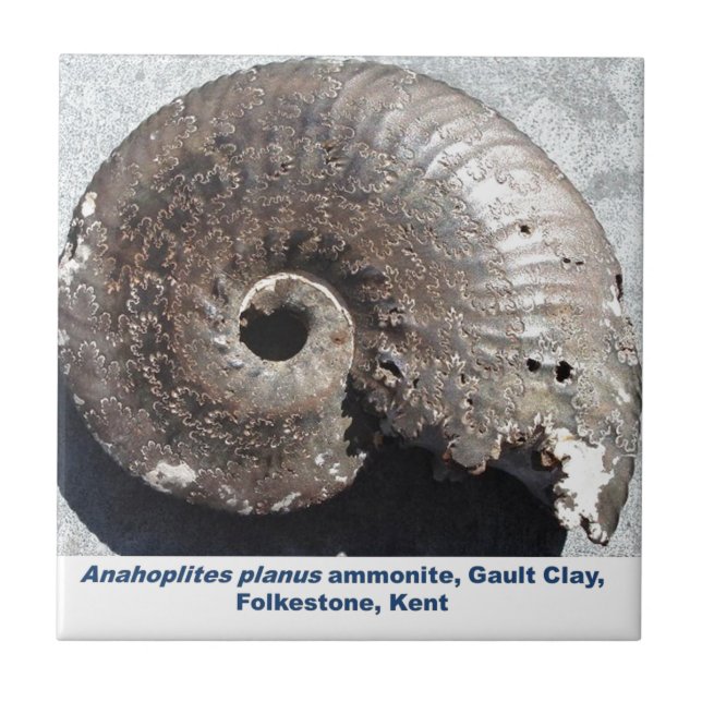 Carreau Beau fossile d'ammonite de pyrite montrant des (Devant)