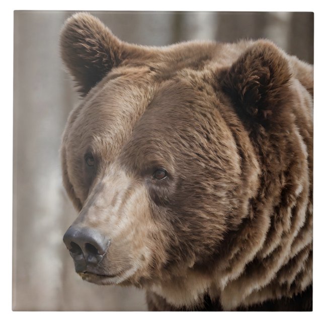 Carreau Beau Grizzly Portrait Ours Brown (Devant)