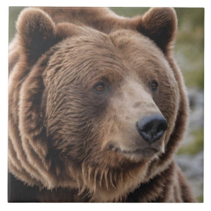 Carreau Beau Grizzly Portrait Ours Brown Ours 2a