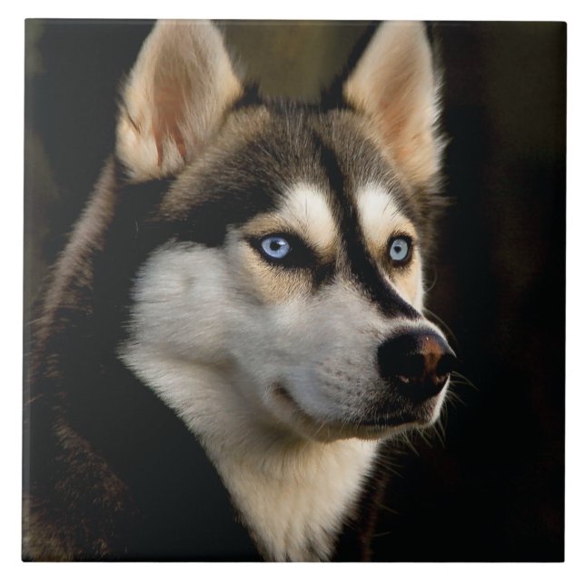Carreau Beau Oreiller Husky Lrow (Devant)