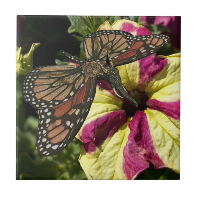 Carreau Beau papillon éléphant (Devant)