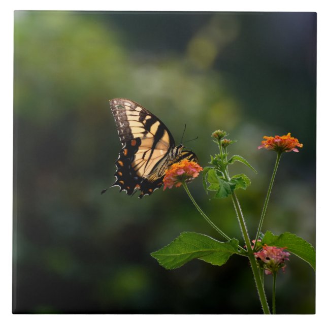 Carreau Beau papillon Swallowtail (Devant)
