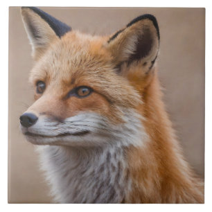 Carreau Beau portrait de Renard Rouge en Wilderness 2a