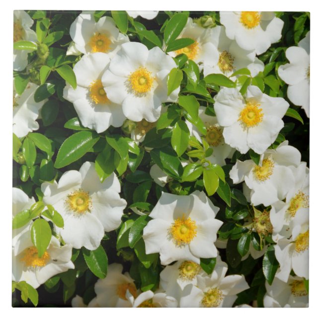 Carreau Beau Rose Cherokee (Devant)