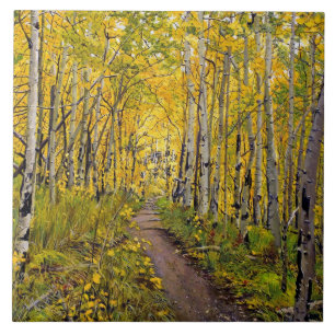 Carreau Beau sentier Pittoresque d'automne à Aspen Tree Gr