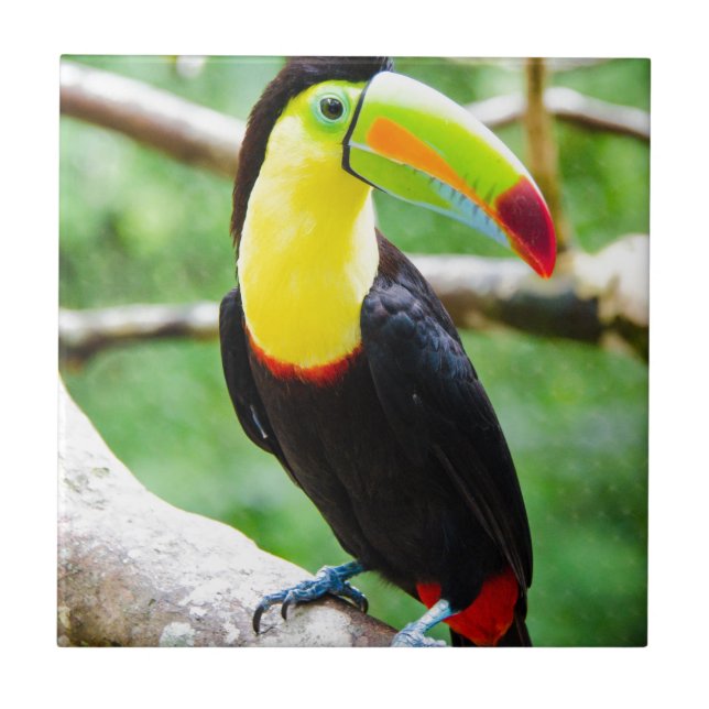Carreau Beau toucan (Devant)