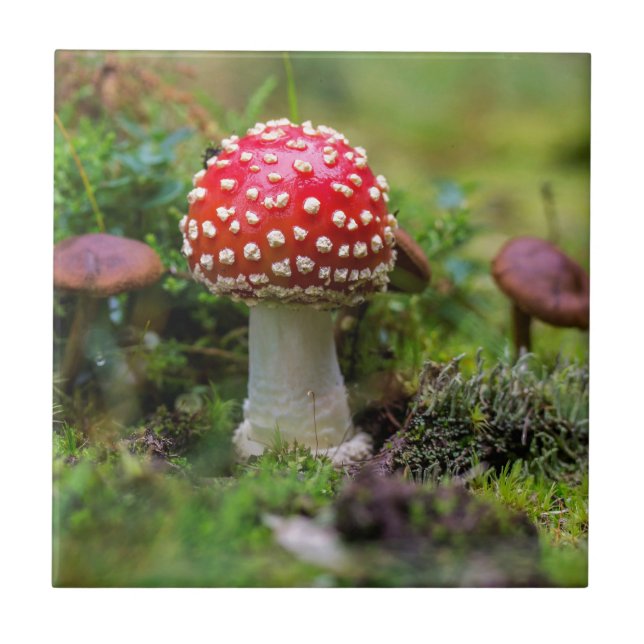 Carreau Beauté d'automne (Devant)