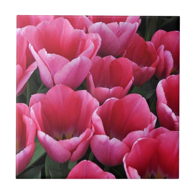 Carreau Beauté des tulipes roses (Devant)
