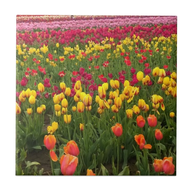 Carreau Beautiful Tulip Field (Devant)