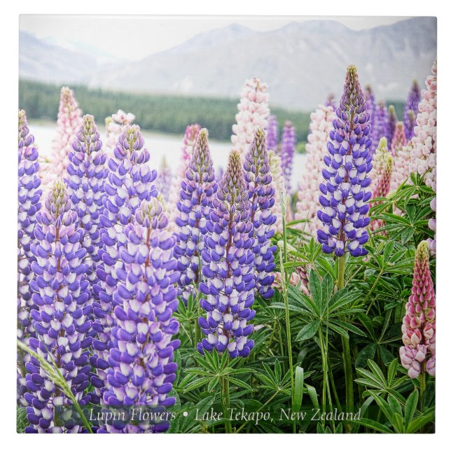 Carreau Beaux lupins @ lac Tekapo Nouvelle-Zélande (Devant)