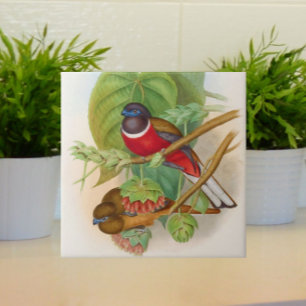 Carreau Beaux oiseaux Illustration Vintage colorée